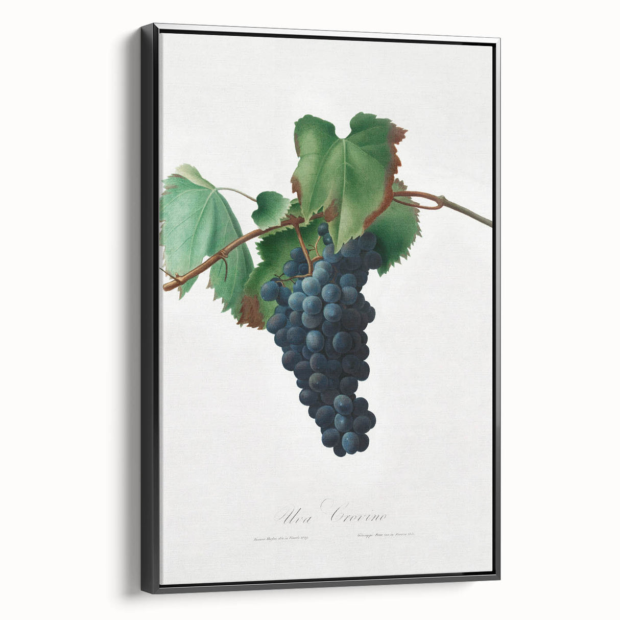Romanticism Art: Grape Vine by Gallesio - Botanical Canvas Print