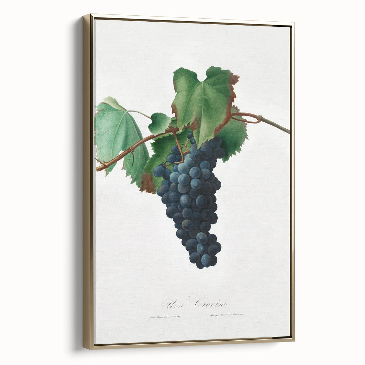 Romanticism Art: Grape Vine by Gallesio - Botanical Canvas Print