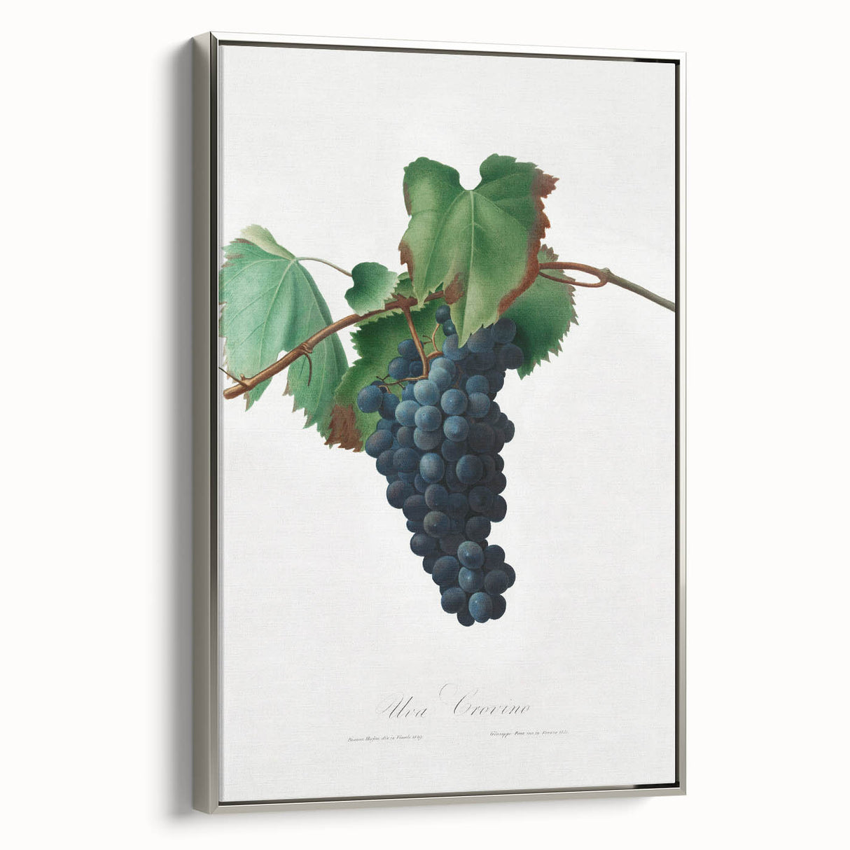 Romanticism Art: Grape Vine by Gallesio - Botanical Canvas Print