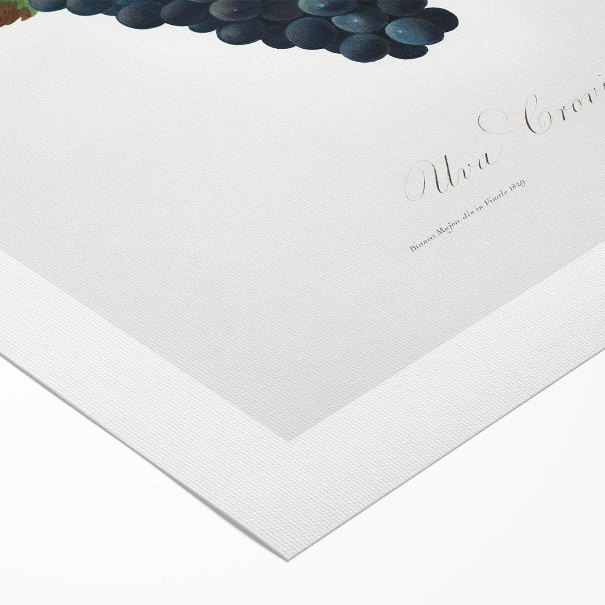 Romanticism Art: Grape Vine by Gallesio - Botanical Canvas Print