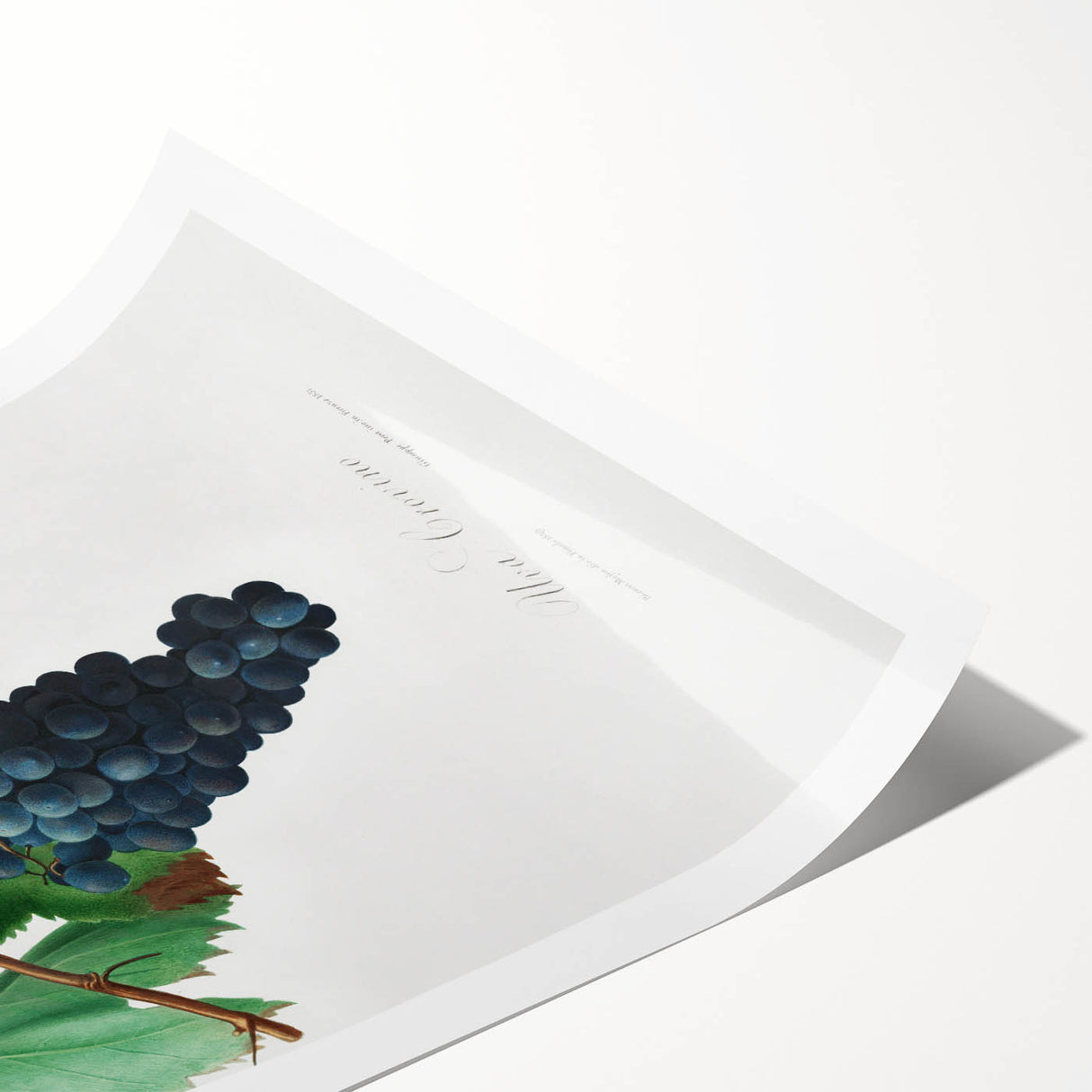 Romanticism Art: Grape Vine by Gallesio - Botanical Canvas Print