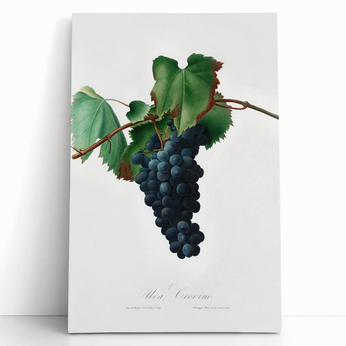 Romanticism Art: Grape Vine by Gallesio - Botanical Canvas Print