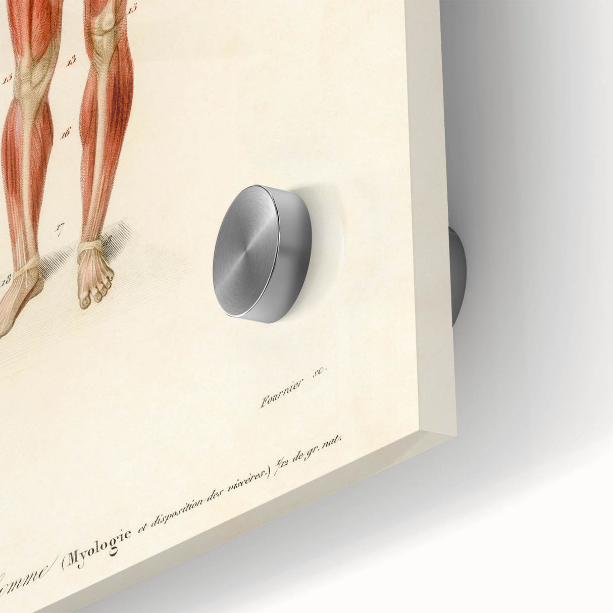 Romanticism Art: Human Anatomy by D’Orbigny - Scientific Canvas Print