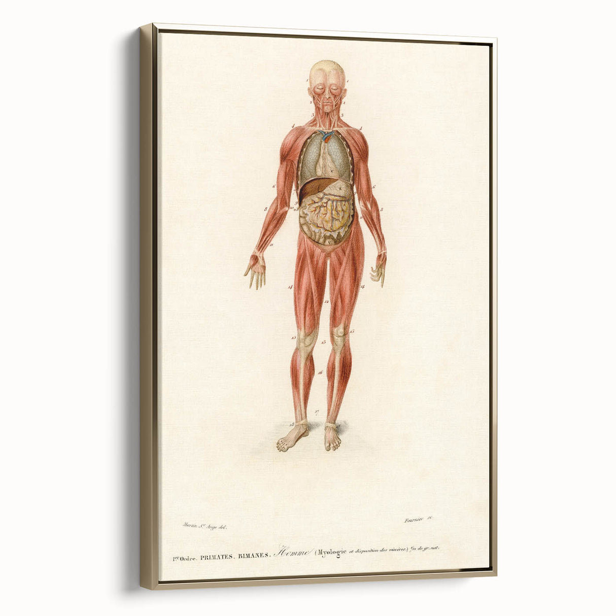 Romanticism Art: Human Anatomy by D’Orbigny - Scientific Canvas Print