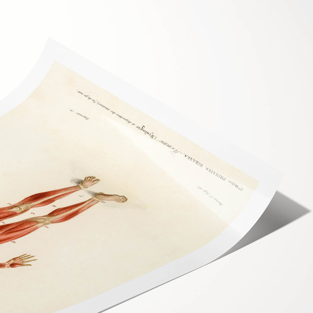 Romanticism Art: Human Anatomy by D’Orbigny - Scientific Canvas Print