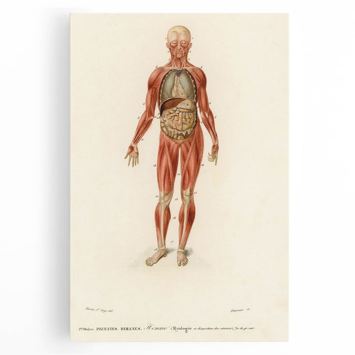 Romanticism Art: Human Anatomy by D’Orbigny - Scientific Canvas Print
