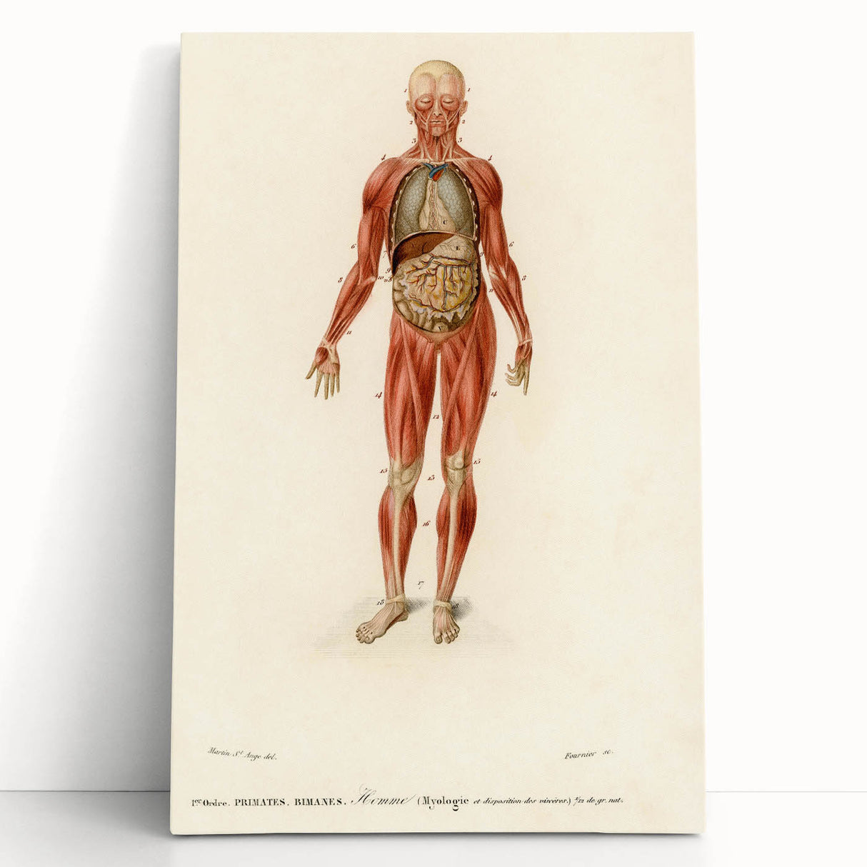 Romanticism Art: Human Anatomy by D’Orbigny - Scientific Canvas Print