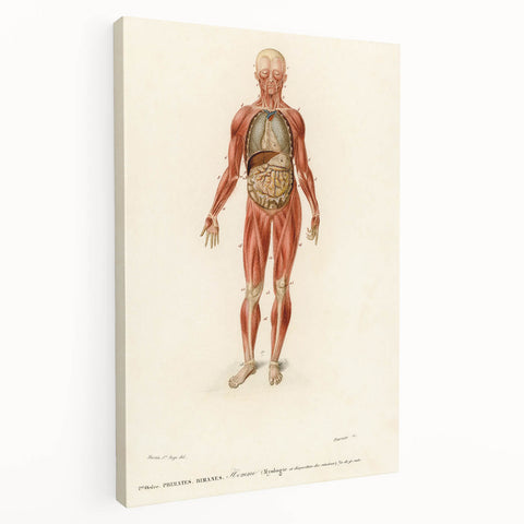 Romanticism Art: Human Anatomy by D’Orbigny - Scientific Canvas Print