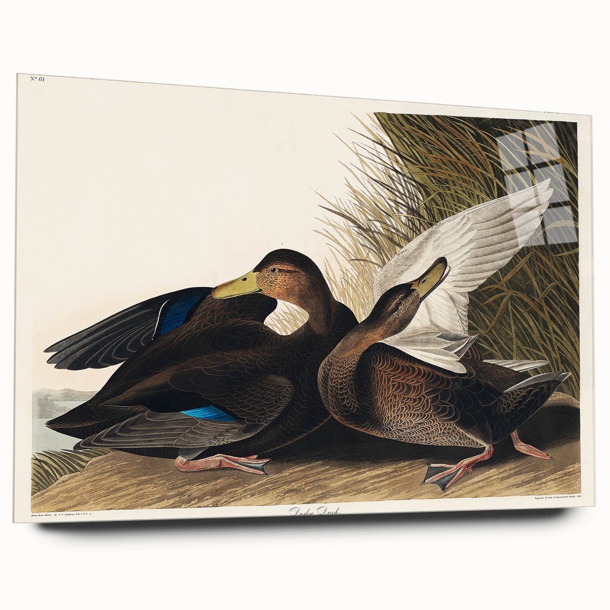 Romanticism Art: Dusky Duck by Audubon - Wildlife Canvas Print