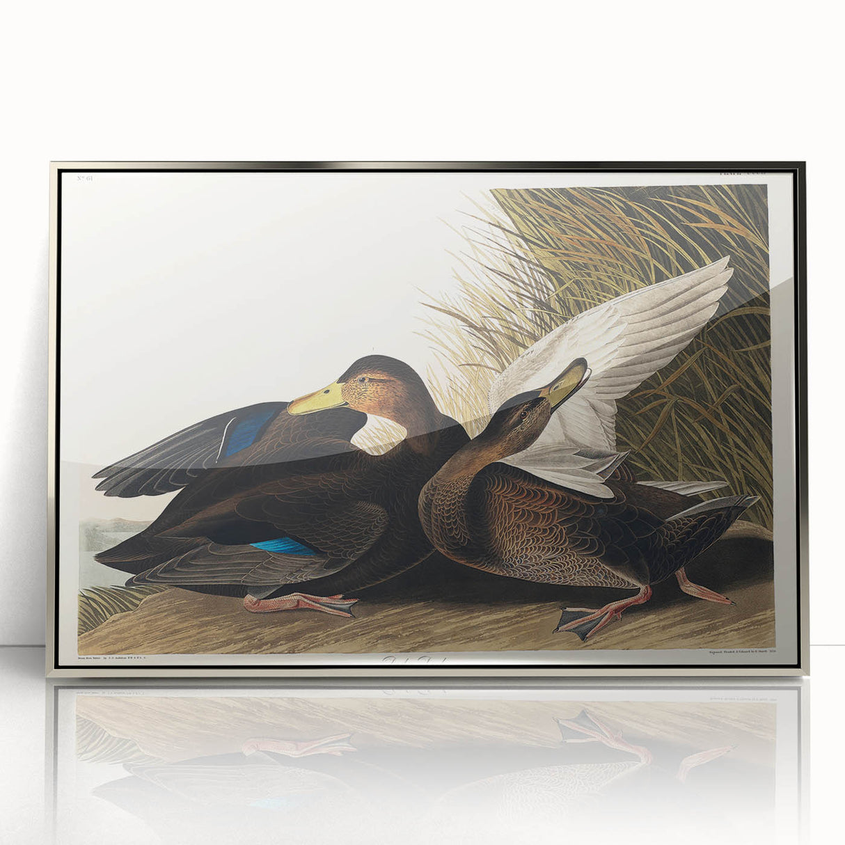Romanticism Art: Dusky Duck by Audubon - Wildlife Canvas Print