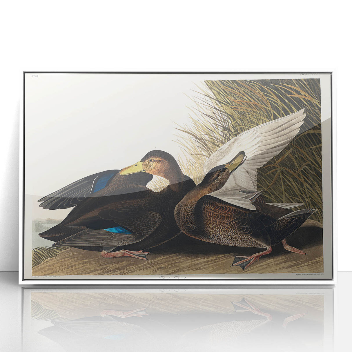 Romanticism Art: Dusky Duck by Audubon - Wildlife Canvas Print
