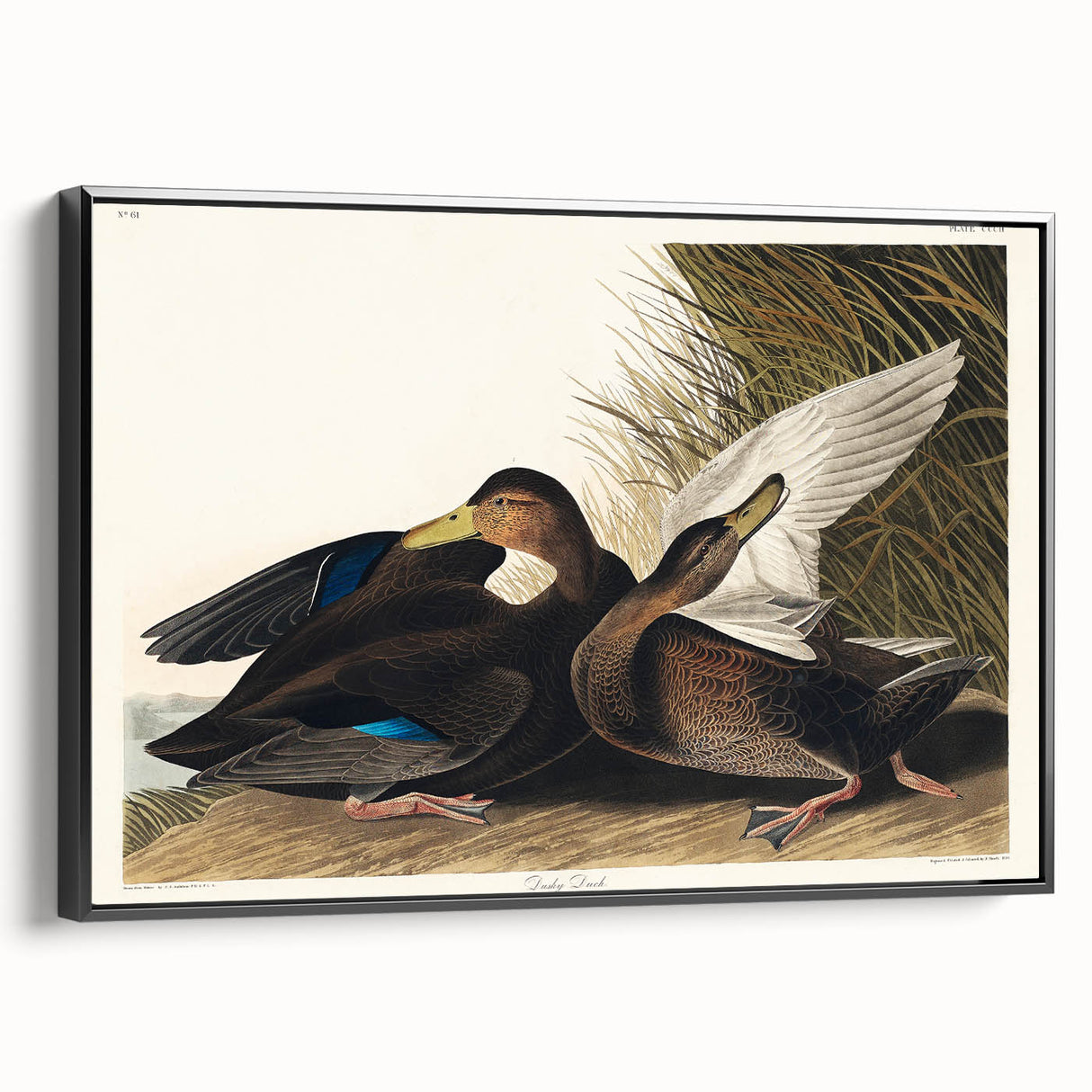 Romanticism Art: Dusky Duck by Audubon - Wildlife Canvas Print
