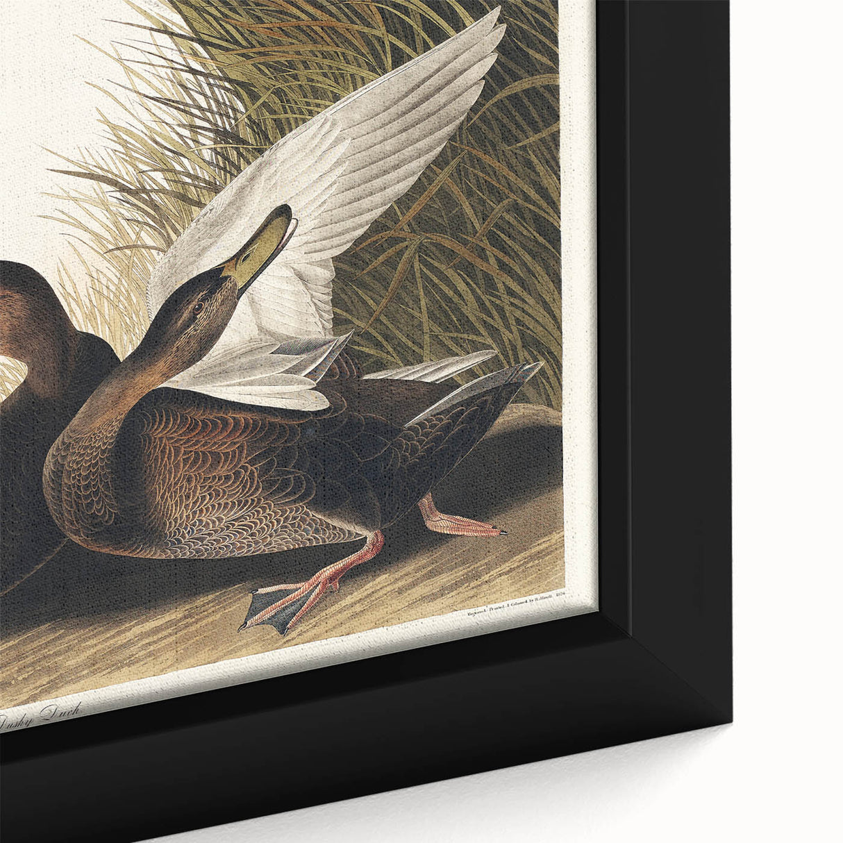 Romanticism Art: Dusky Duck by Audubon - Wildlife Canvas Print