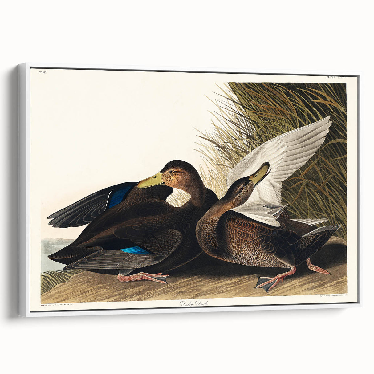 Romanticism Art: Dusky Duck by Audubon - Wildlife Canvas Print