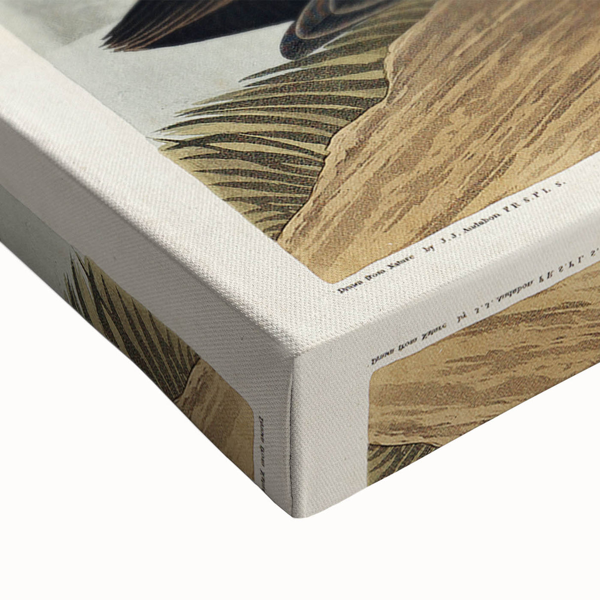 Romanticism Art: Dusky Duck by Audubon - Wildlife Canvas Print