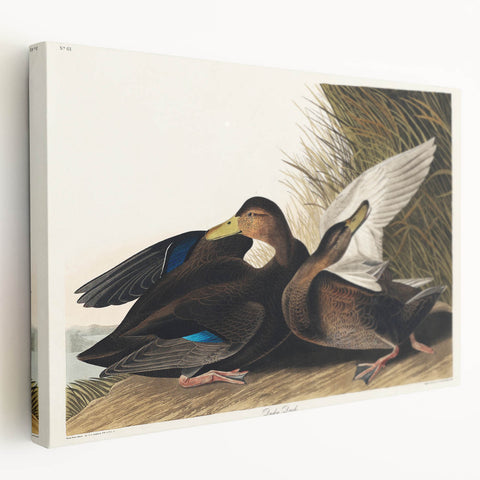 Romanticism Art: Dusky Duck by Audubon - Wildlife Canvas Print