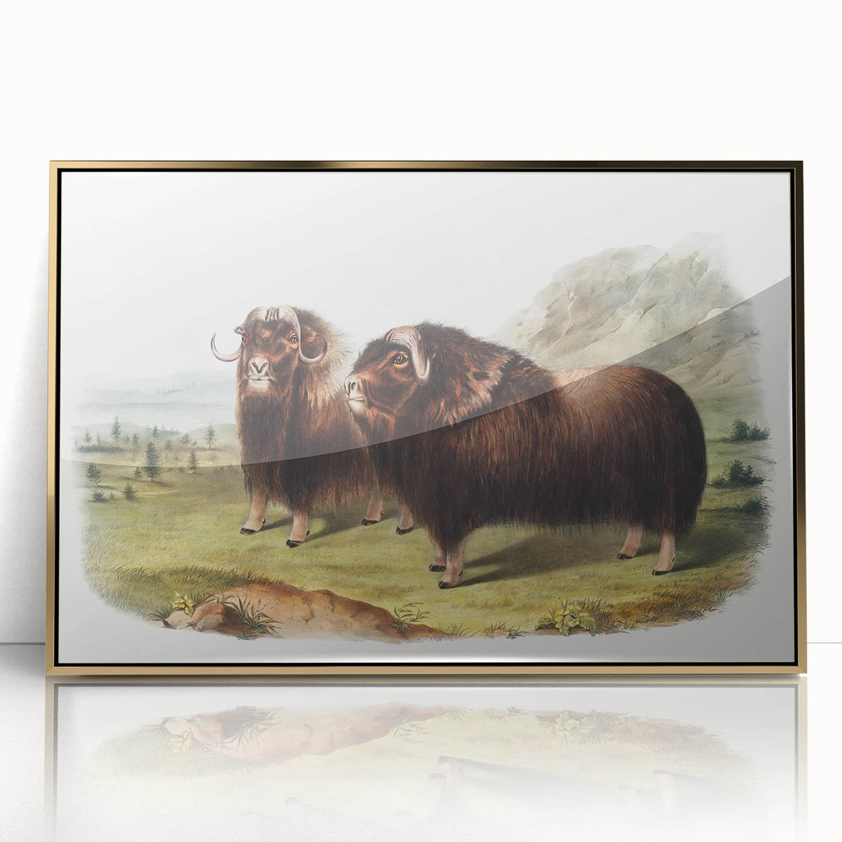 Romanticism Art: Classic Musk Ox Illustration on Historical Canvas