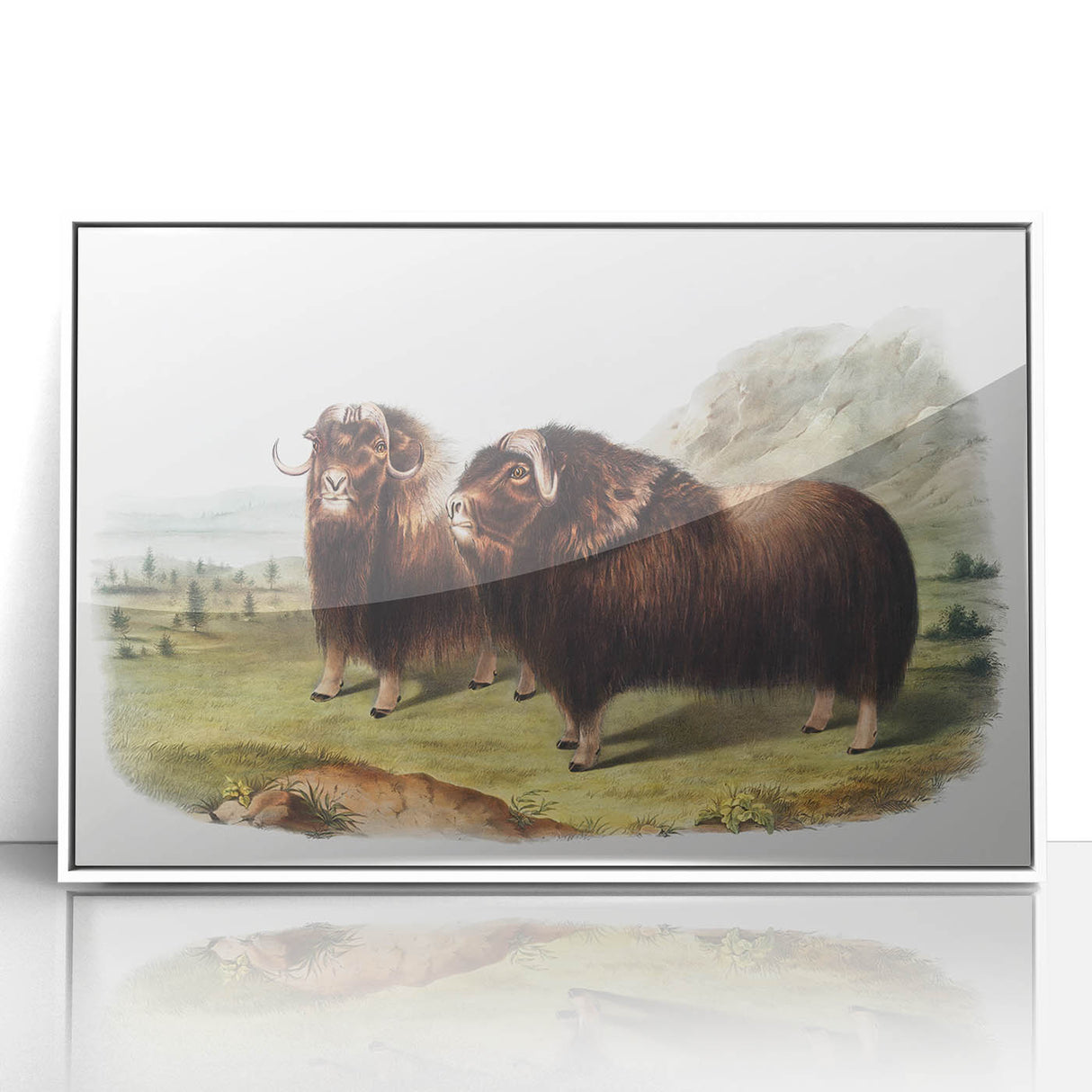 Romanticism Art: Classic Musk Ox Illustration on Historical Canvas