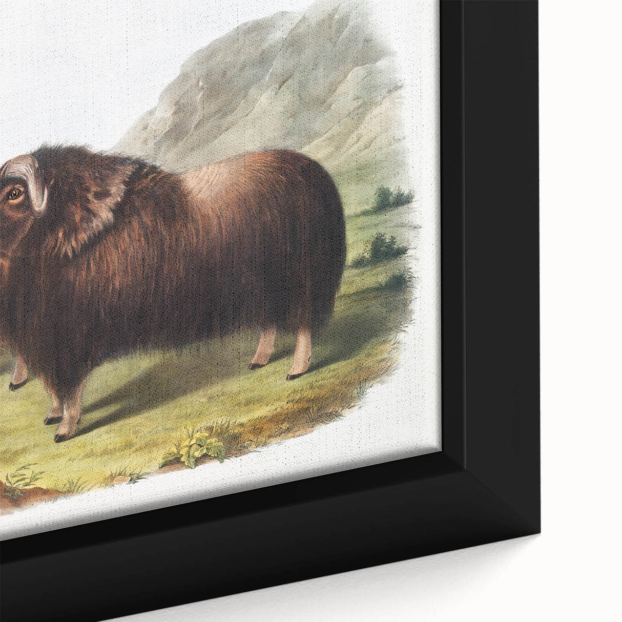Romanticism Art: Classic Musk Ox Illustration on Historical Canvas