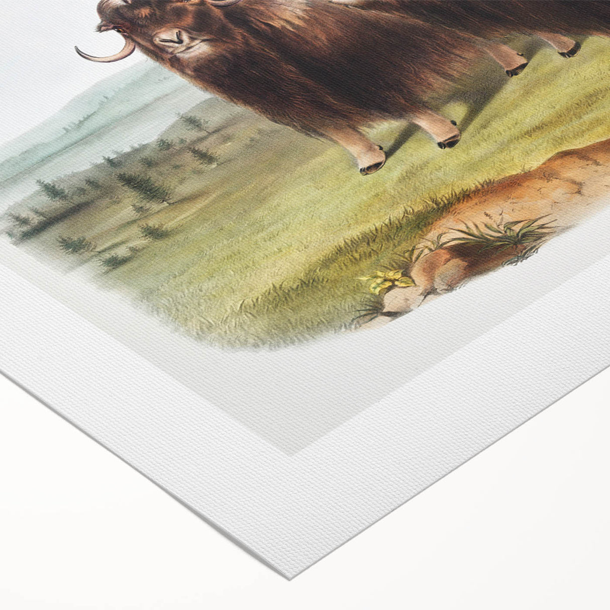 Romanticism Art: Classic Musk Ox Illustration on Historical Canvas