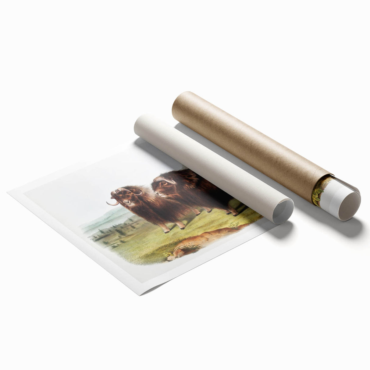 Romanticism Art: Classic Musk Ox Illustration on Historical Canvas