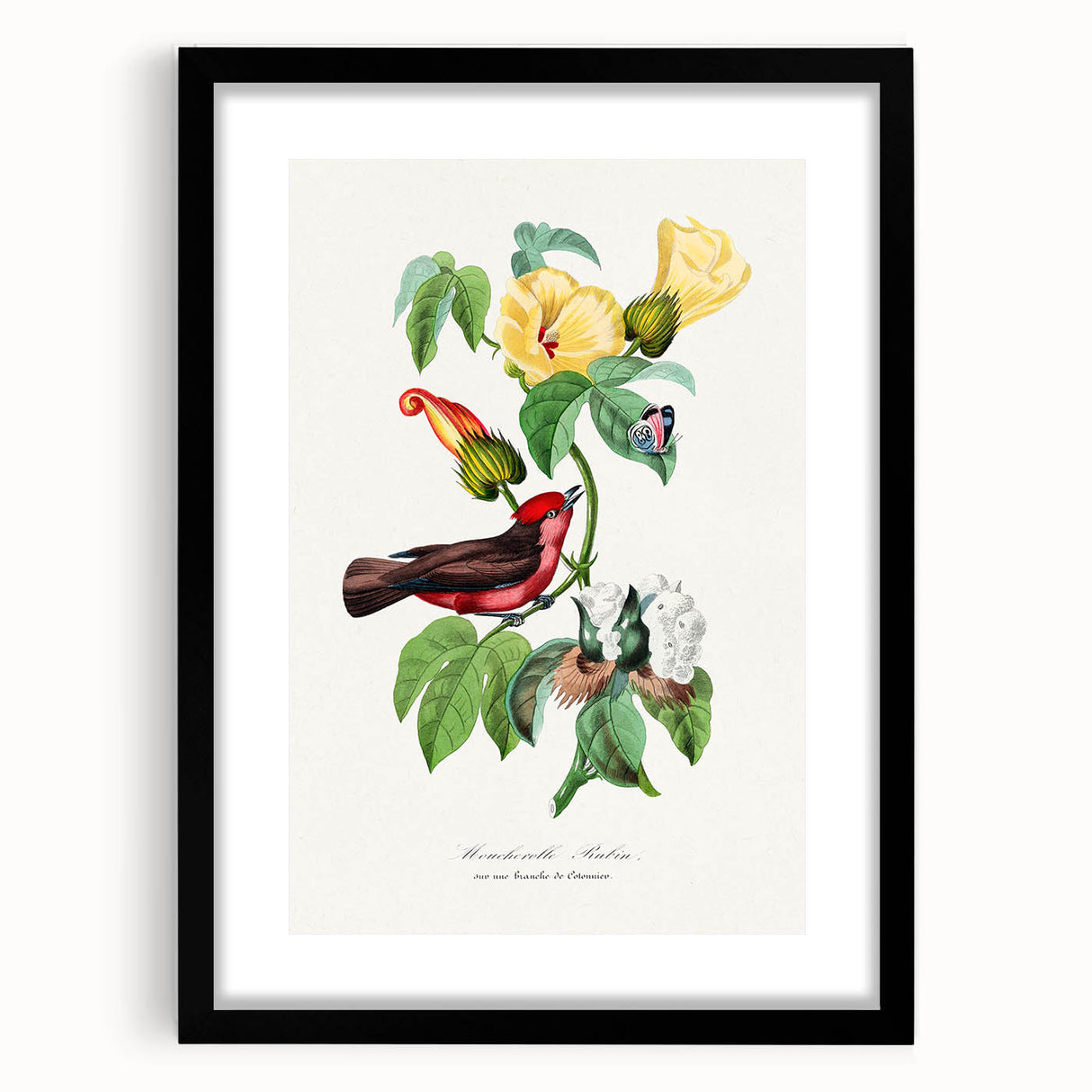 Romantic Art Prints: Vermilion Flycatcher and Botanical Study