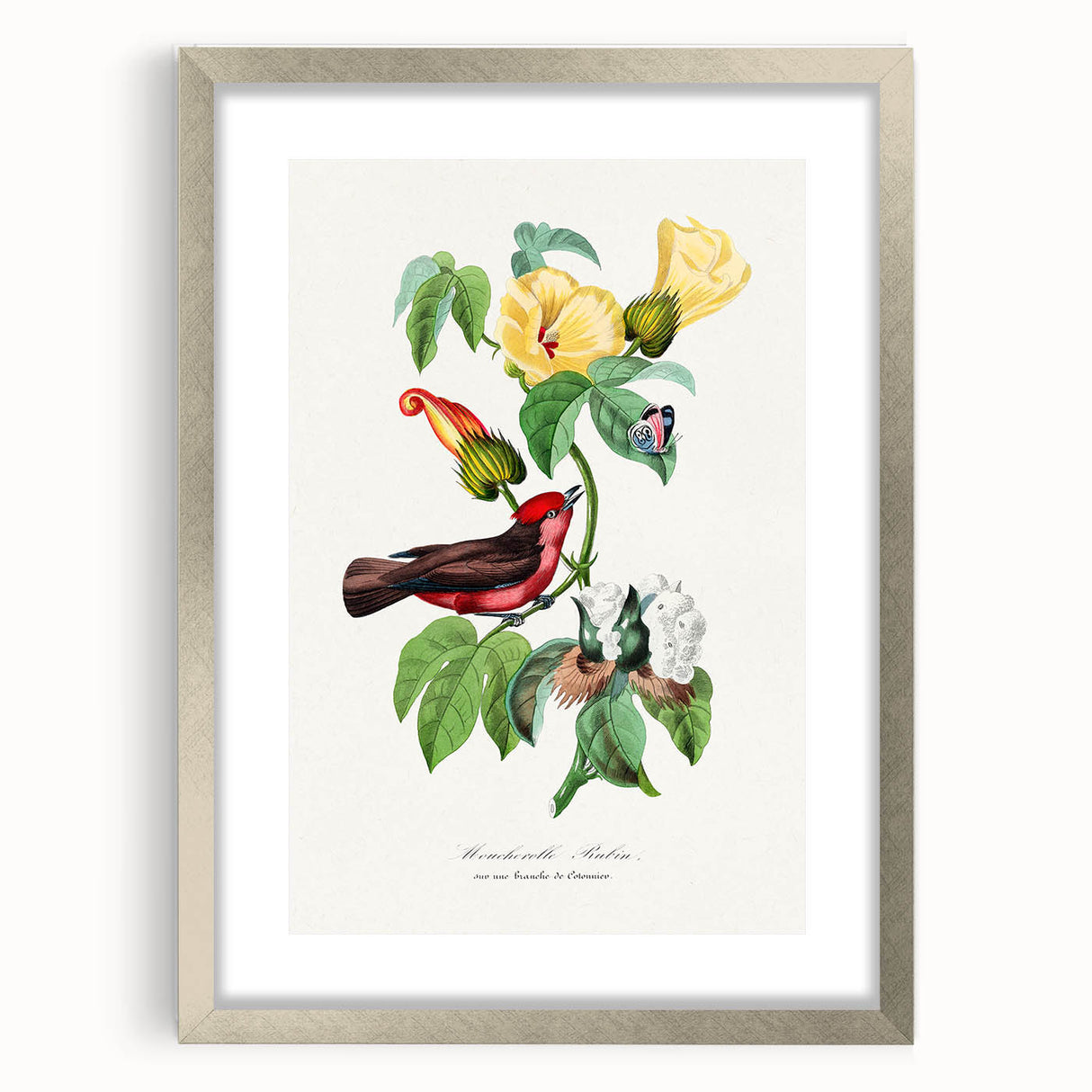 Romantic Art Prints: Vermilion Flycatcher and Botanical Study