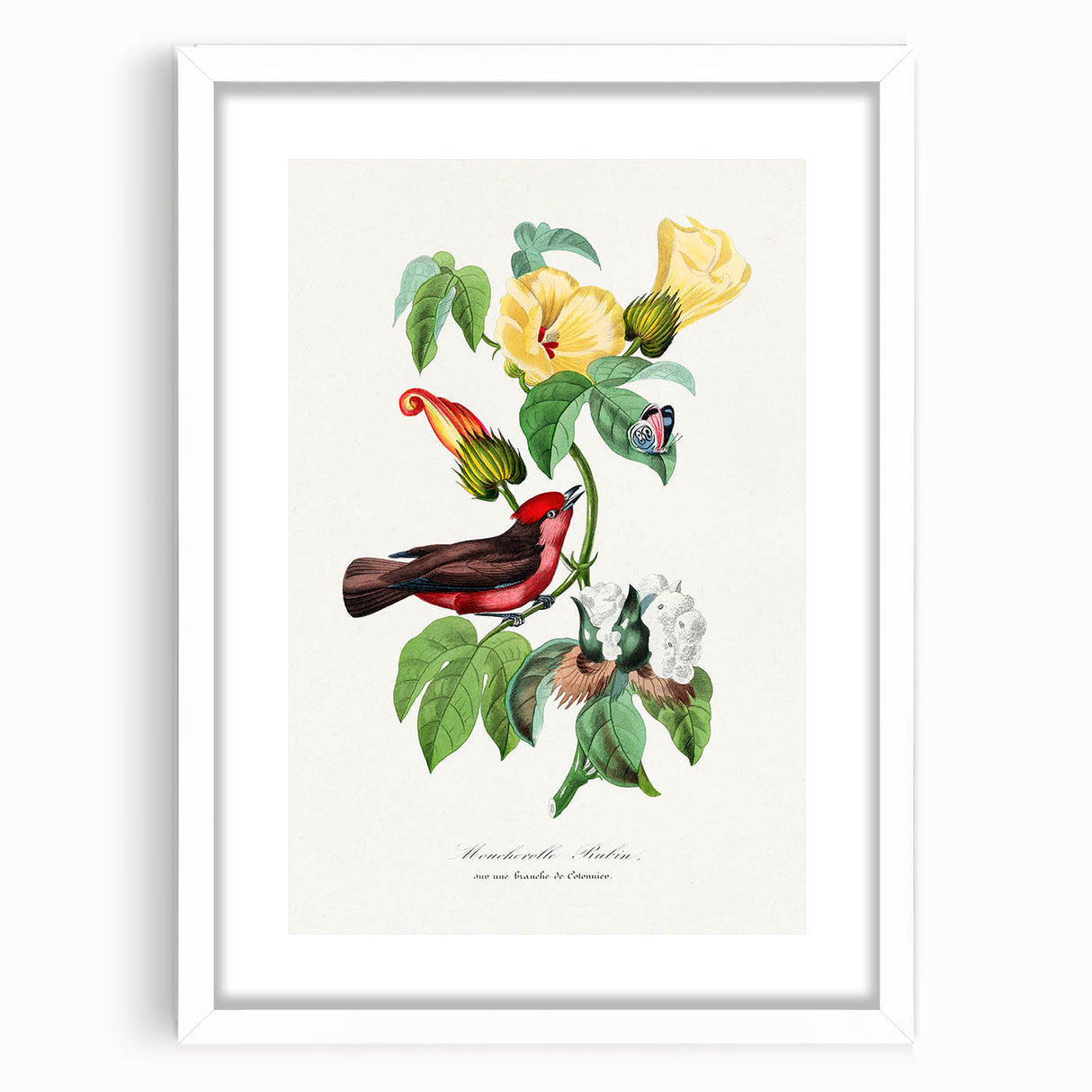 Romantic Art Prints: Vermilion Flycatcher and Botanical Study