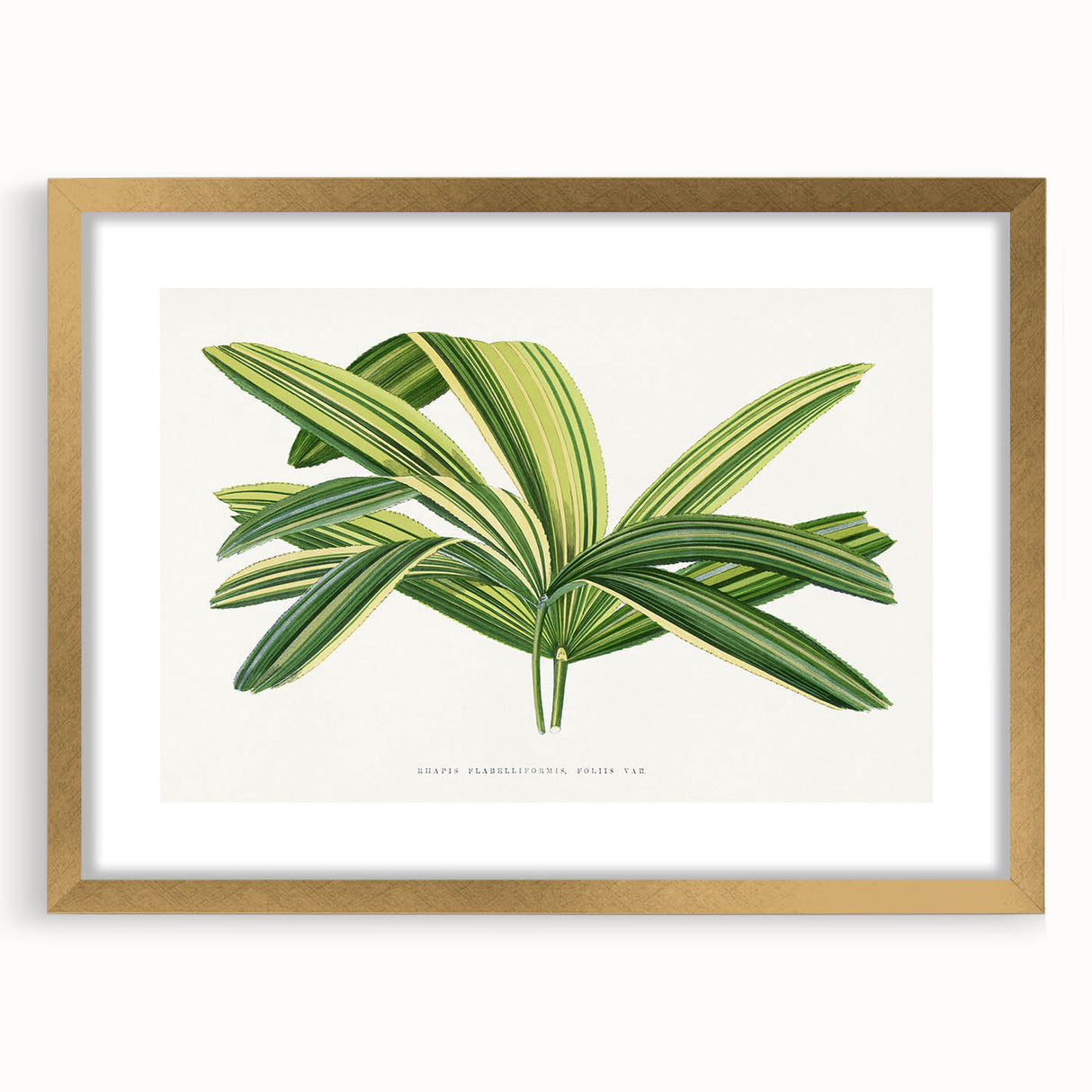 Romantic Art Prints: Broadleaf Lady Palm Botanical Illustration
