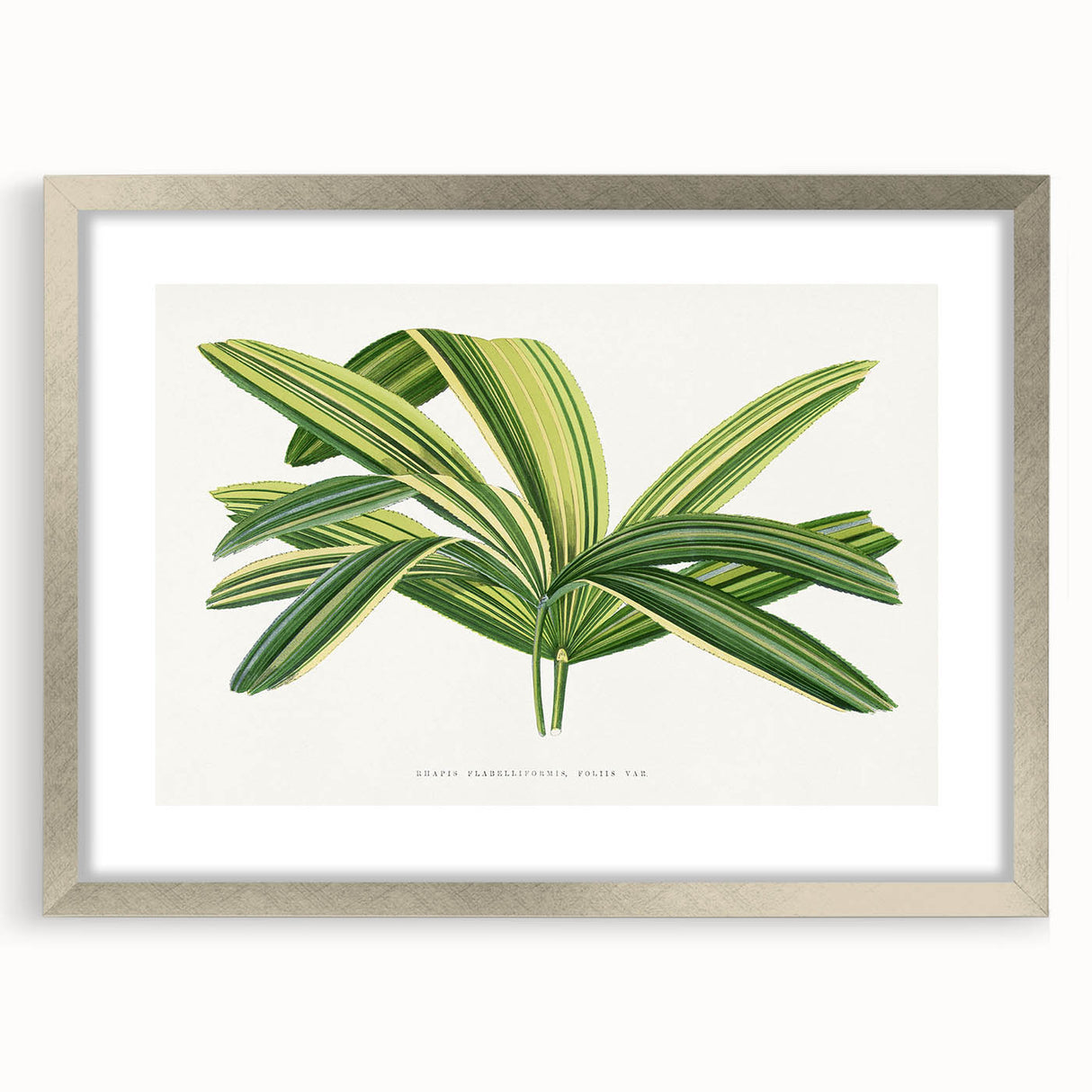 Romantic Art Prints: Broadleaf Lady Palm Botanical Illustration