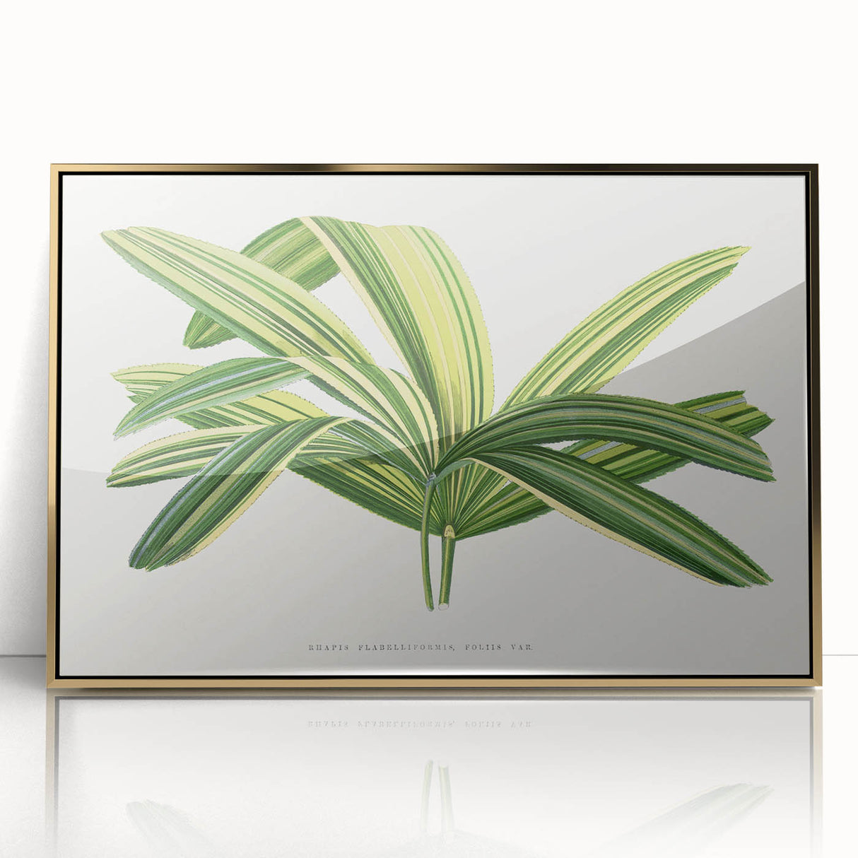 Romantic Art Prints: Broadleaf Lady Palm Botanical Illustration
