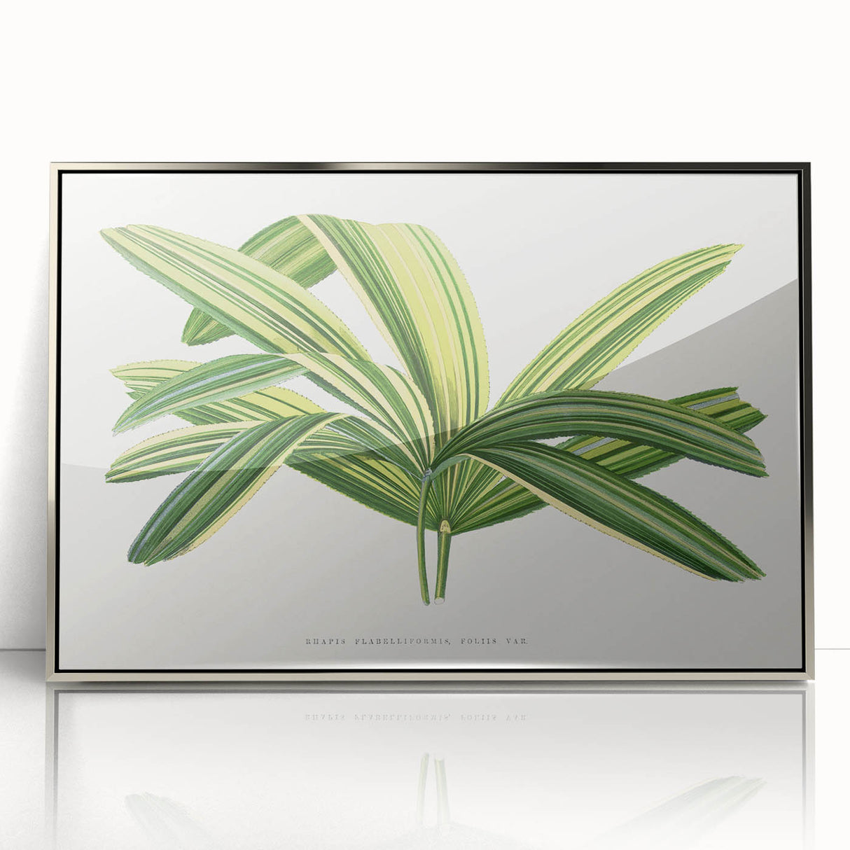 Romantic Art Prints: Broadleaf Lady Palm Botanical Illustration