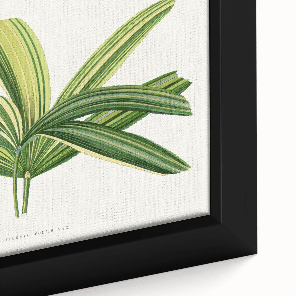 Romantic Art Prints: Broadleaf Lady Palm Botanical Illustration