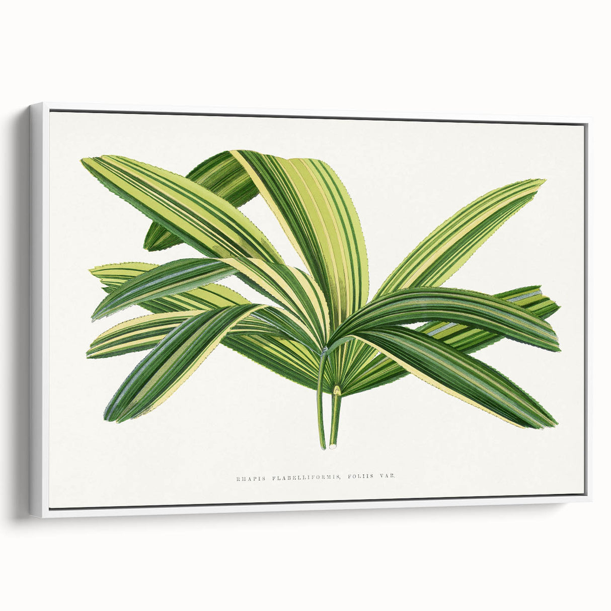 Romantic Art Prints: Broadleaf Lady Palm Botanical Illustration