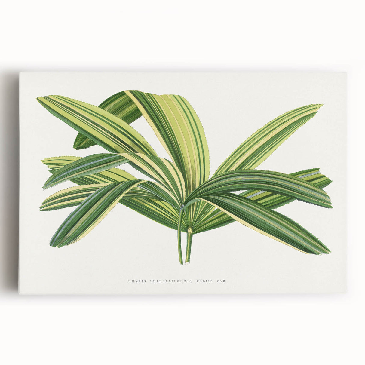 Romantic Art Prints: Broadleaf Lady Palm Botanical Illustration