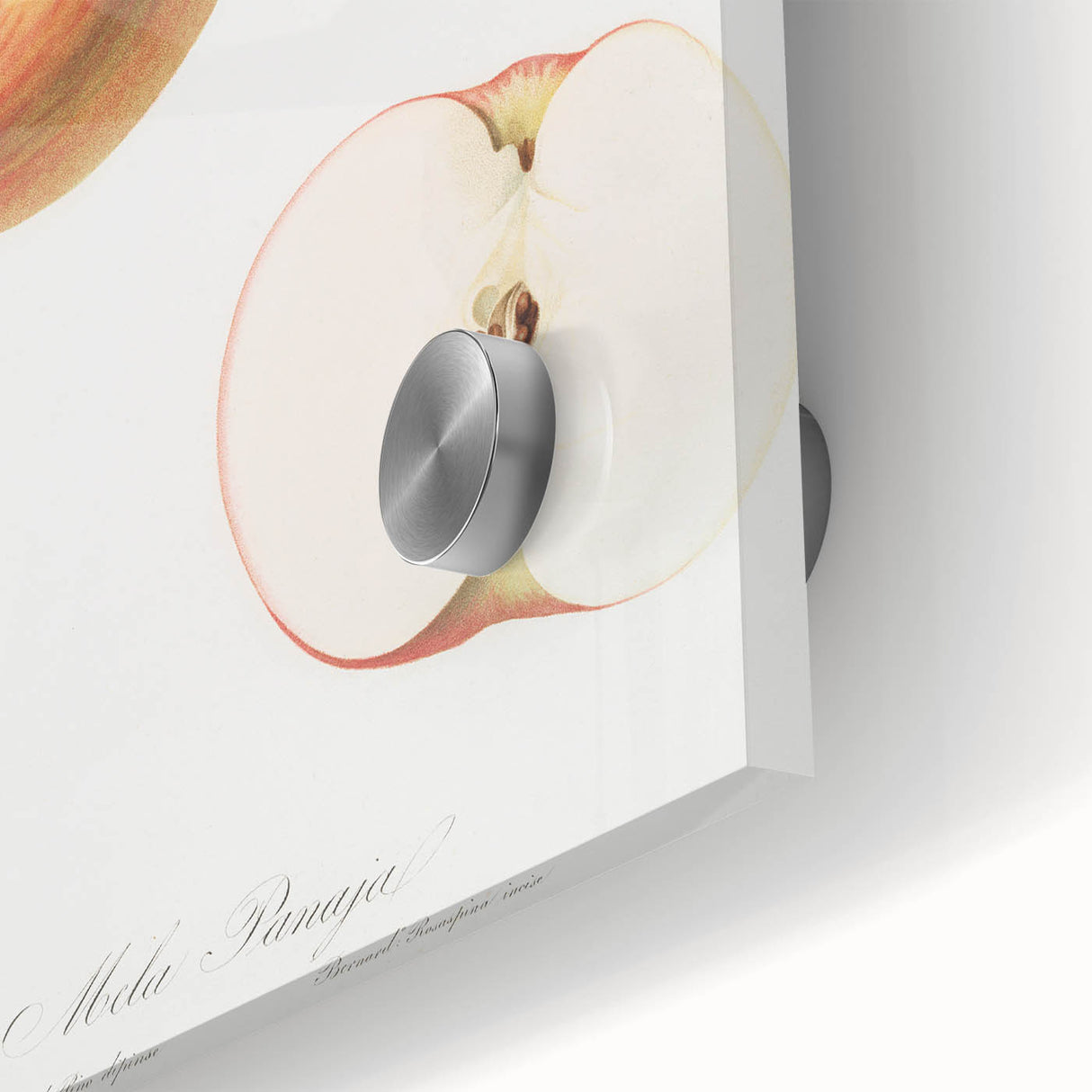 Romantic Art Prints: Apple Illustration from Pomona Italiana