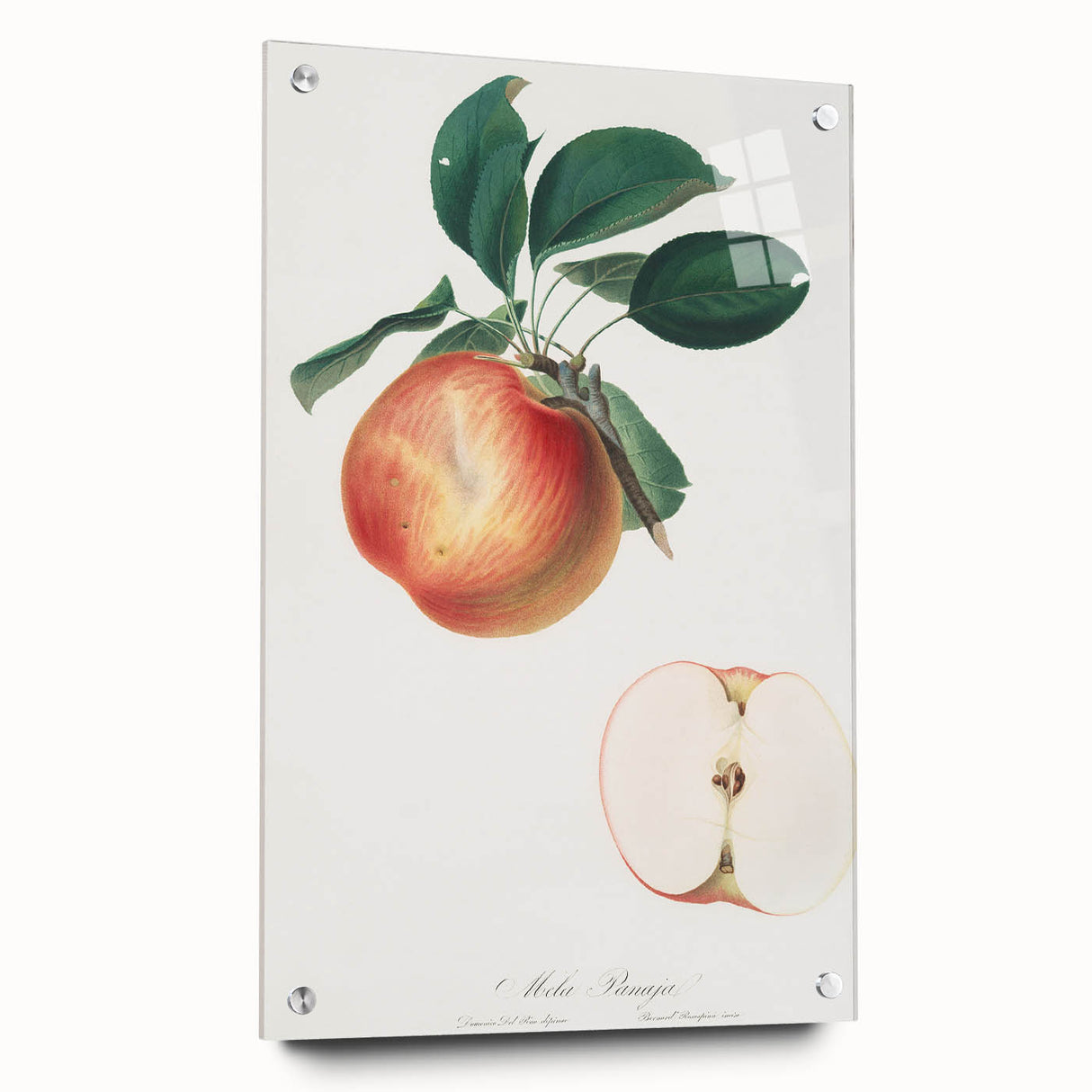 Romantic Art Prints: Apple Illustration from Pomona Italiana
