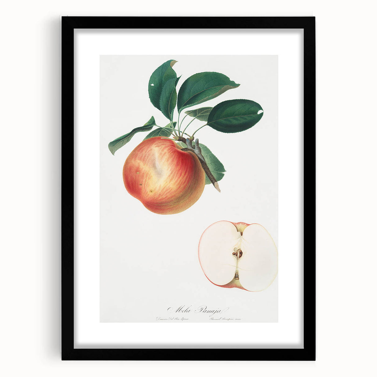 Romantic Art Prints: Apple Illustration from Pomona Italiana