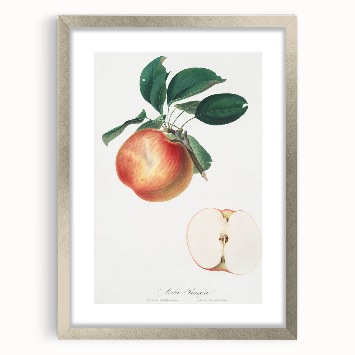 Romantic Art Prints: Apple Illustration from Pomona Italiana