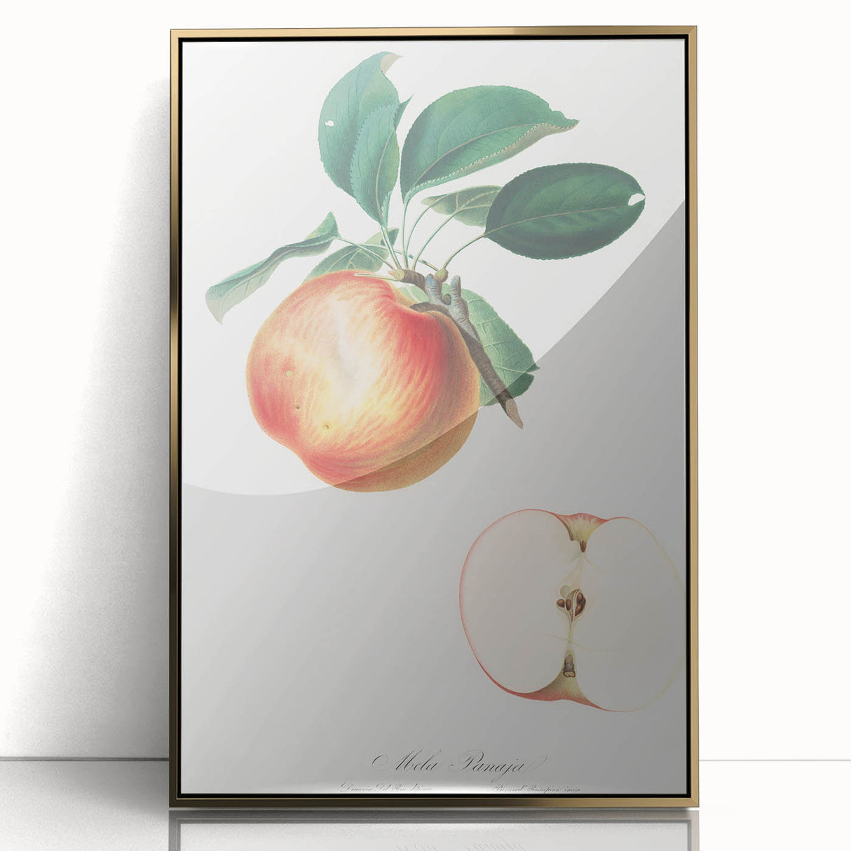 Romantic Art Prints: Apple Illustration from Pomona Italiana
