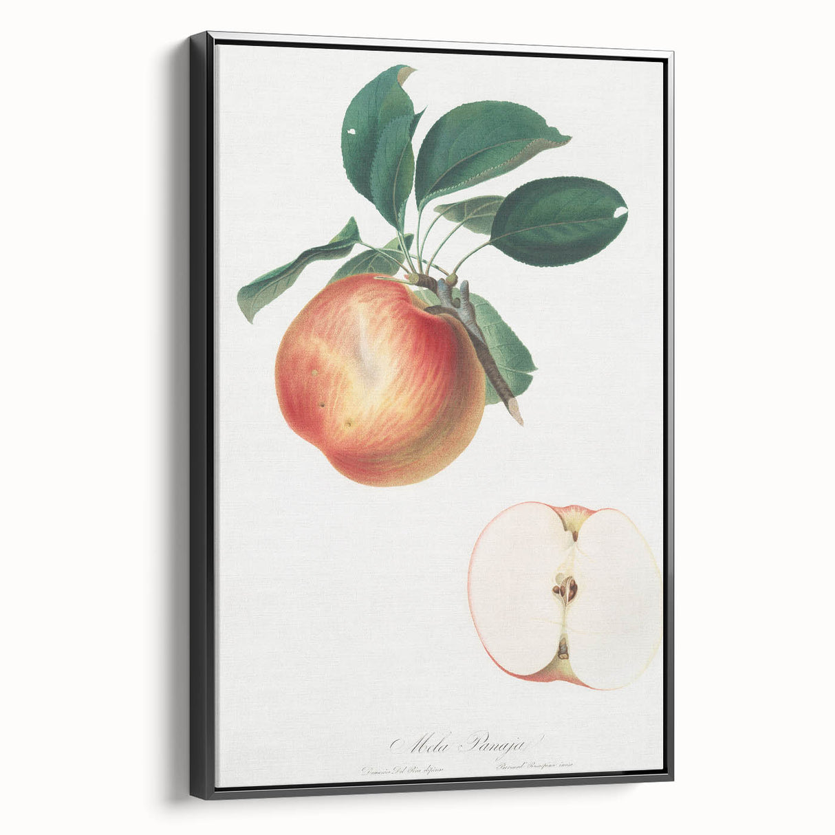 Romantic Art Prints: Apple Illustration from Pomona Italiana