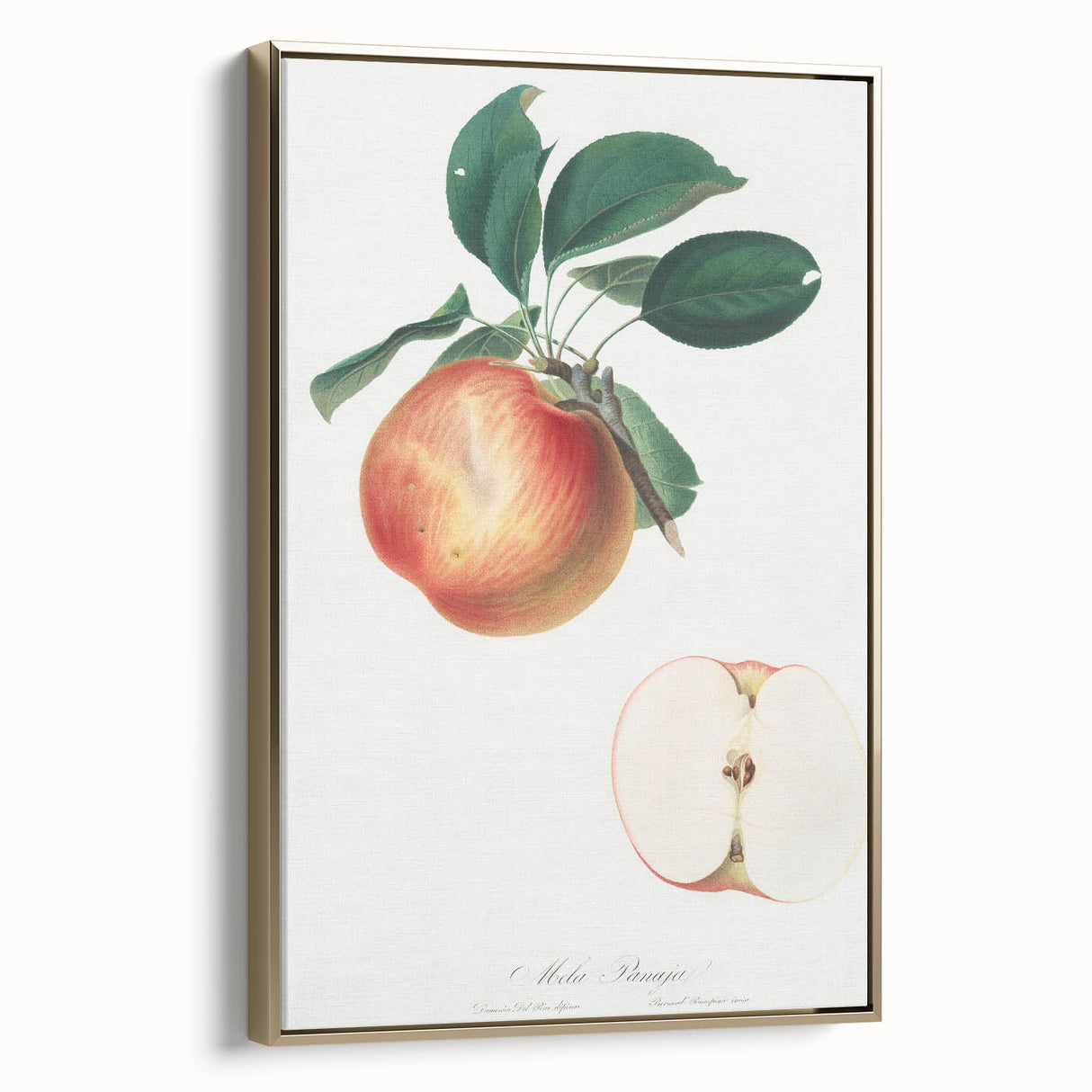 Romantic Art Prints: Apple Illustration from Pomona Italiana