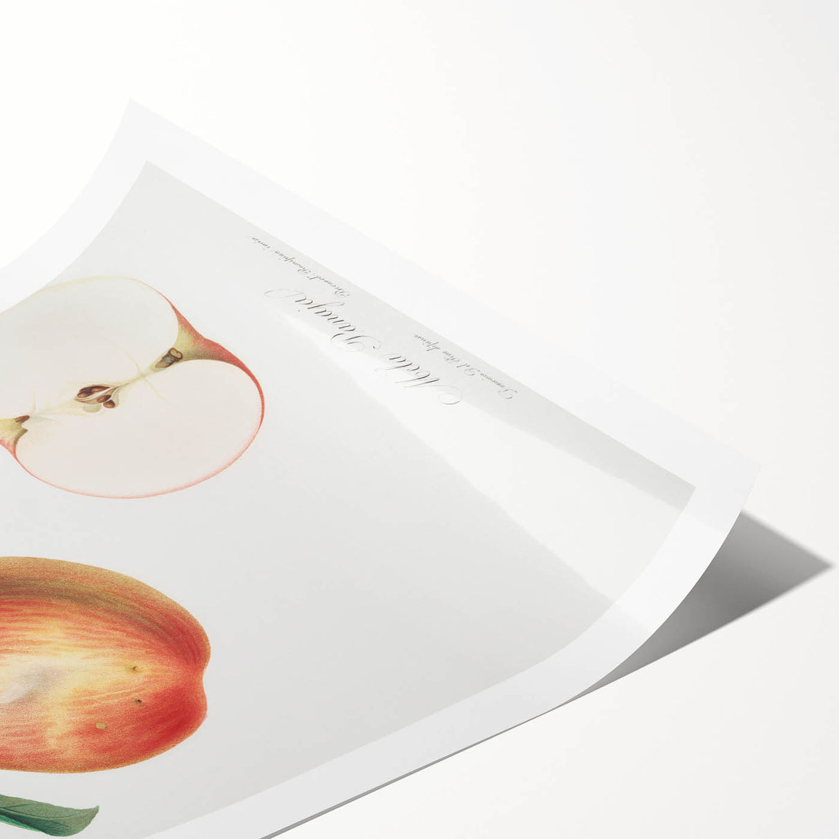 Romantic Art Prints: Apple Illustration from Pomona Italiana
