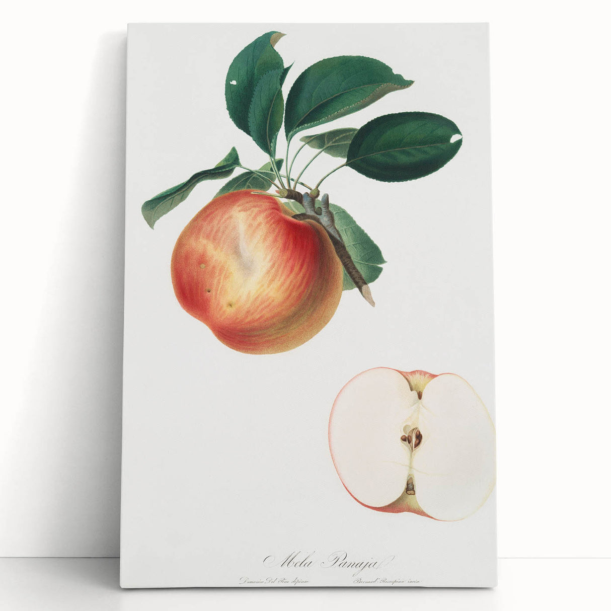 Romantic Art Prints: Apple Illustration from Pomona Italiana