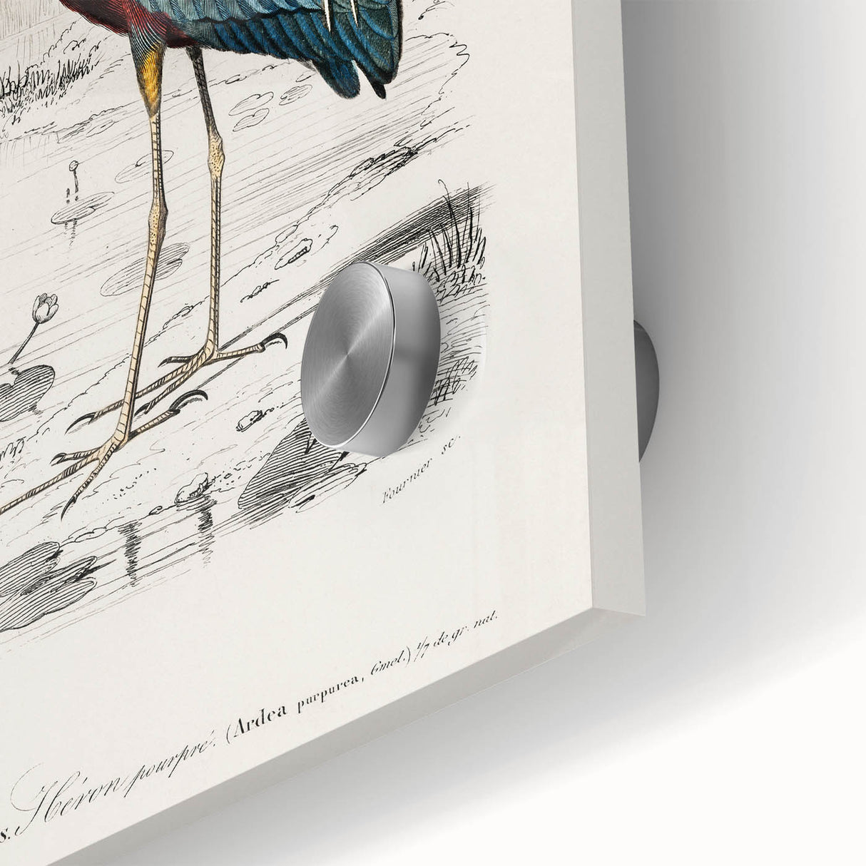 Romantic Art Prints: Purple Heron by Charles Dessalines d'Orbigny