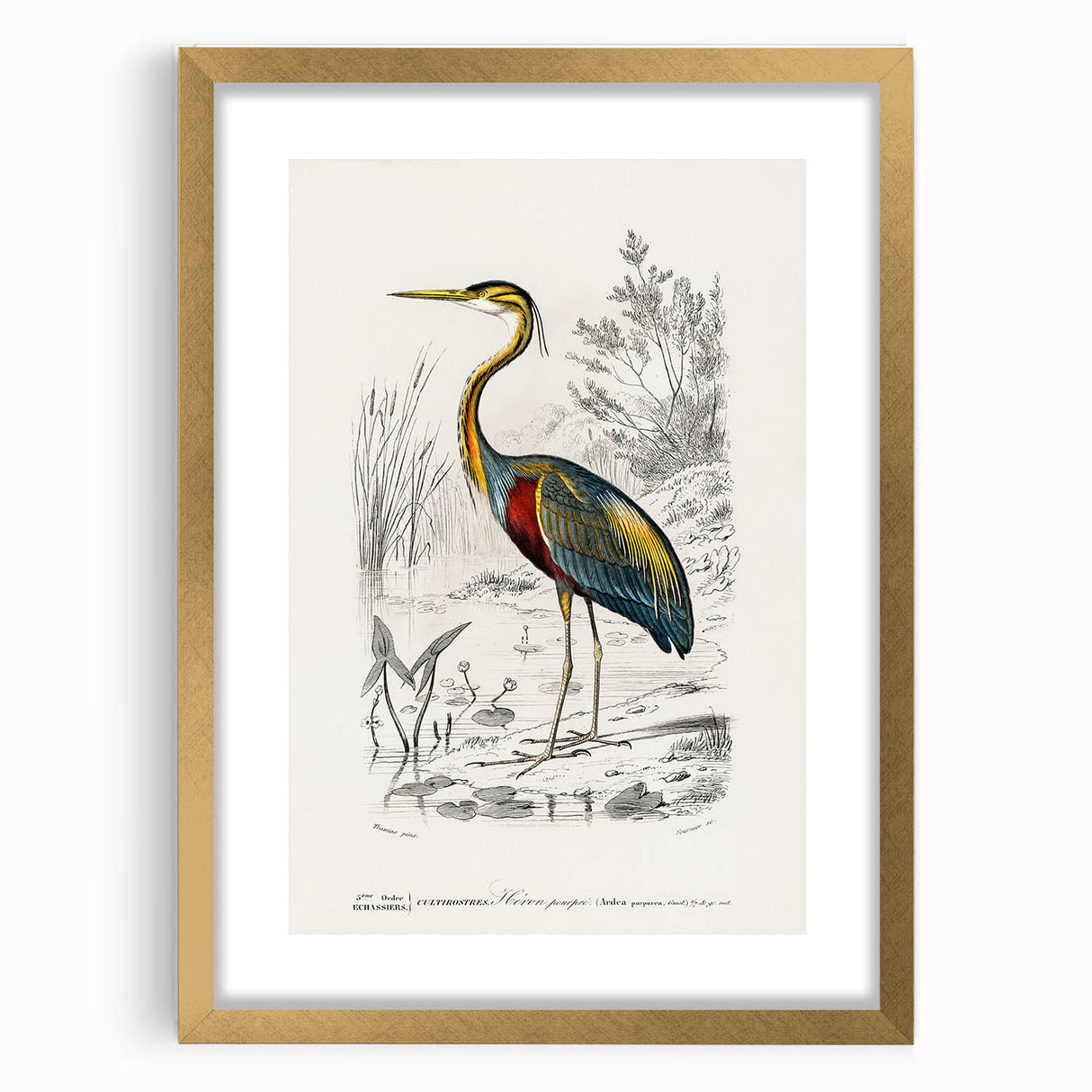 Romantic Art Prints: Purple Heron by Charles Dessalines d'Orbigny