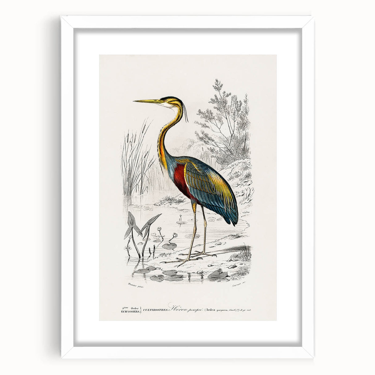 Romantic Art Prints: Purple Heron by Charles Dessalines d'Orbigny