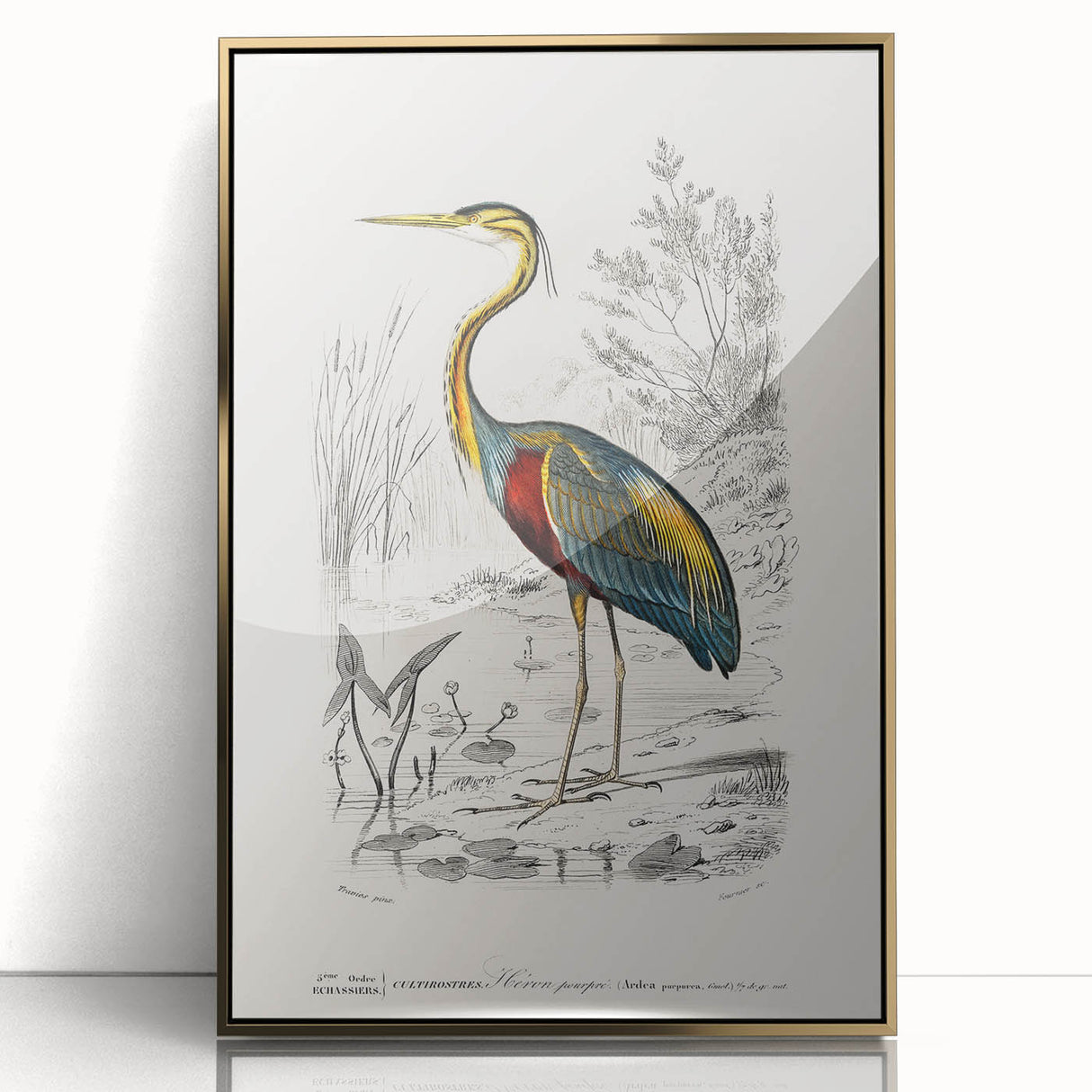 Romantic Art Prints: Purple Heron by Charles Dessalines d'Orbigny