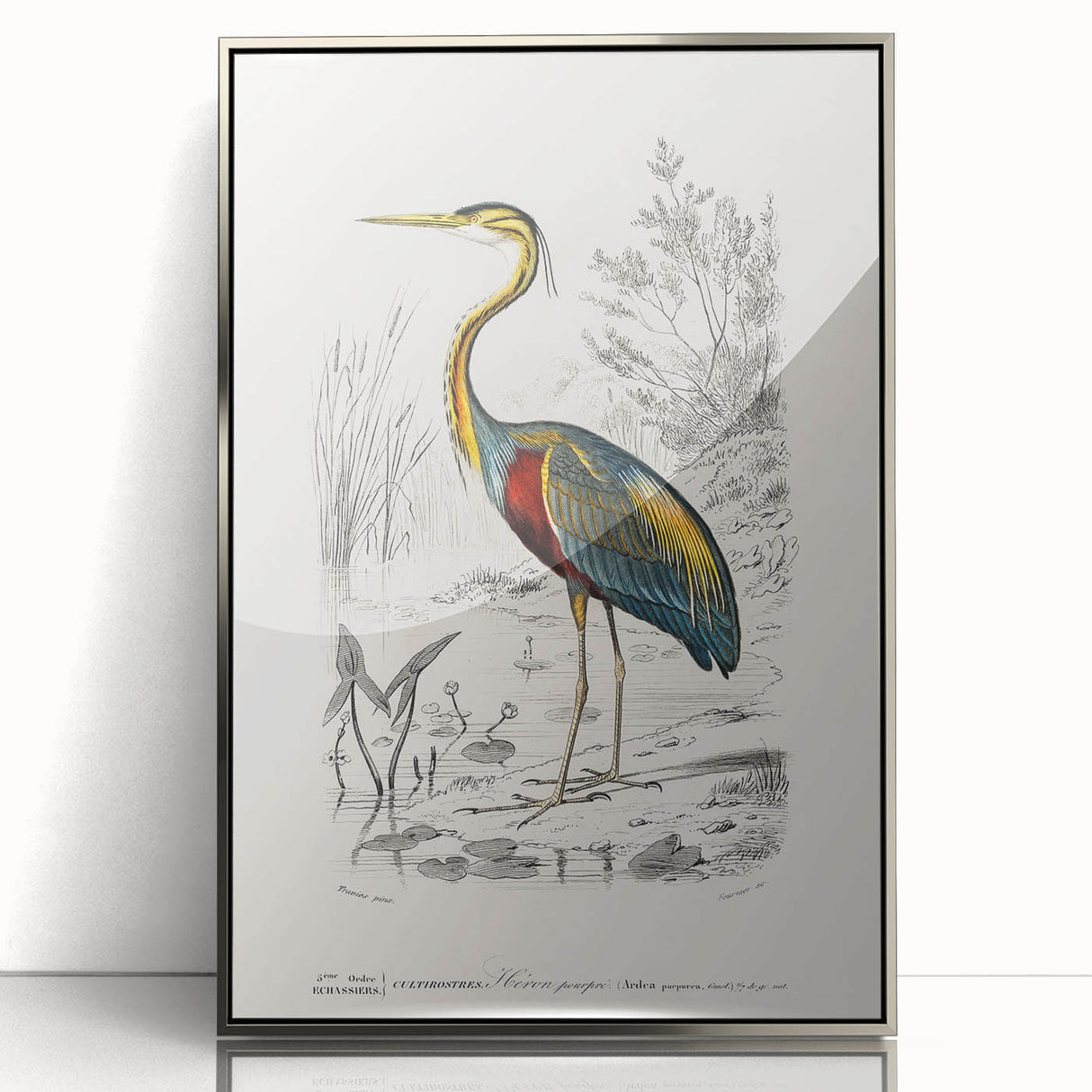 Romantic Art Prints: Purple Heron by Charles Dessalines d'Orbigny