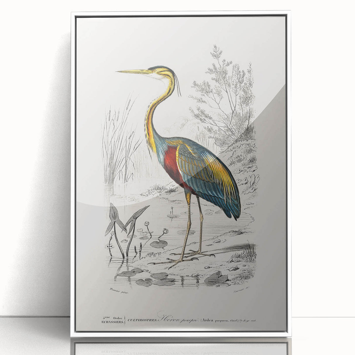 Romantic Art Prints: Purple Heron by Charles Dessalines d'Orbigny